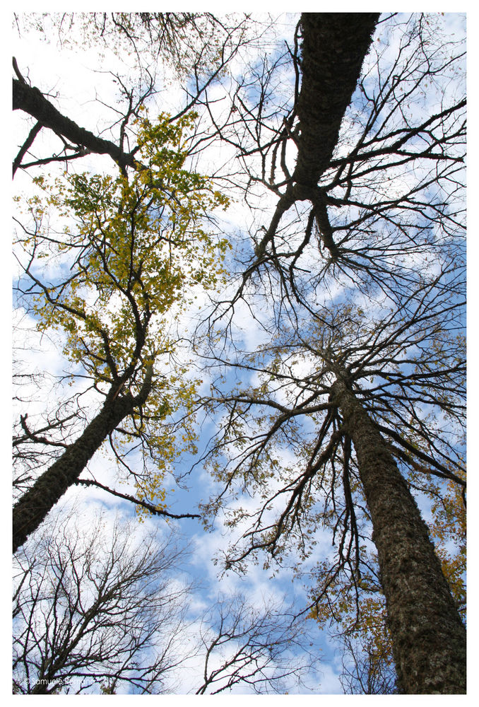 "Quattro alberi".