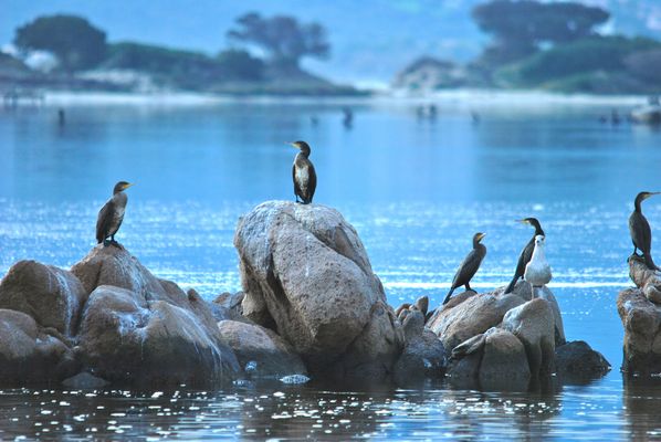Quattro amici al bar