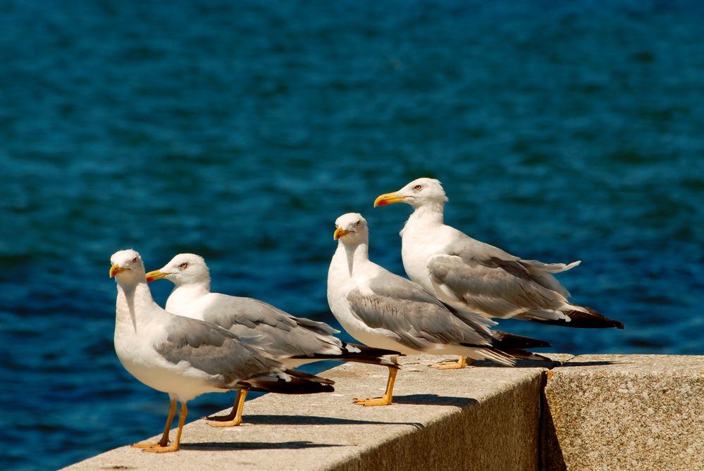 Quattro amici sul muretto