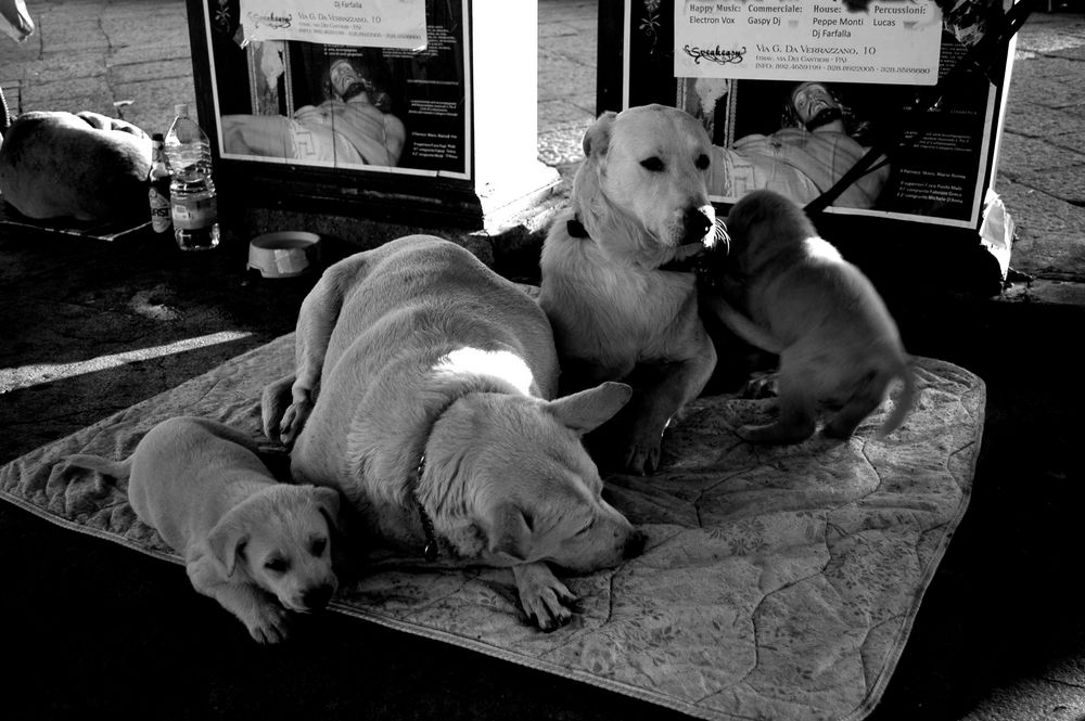 Quattro cani per strada