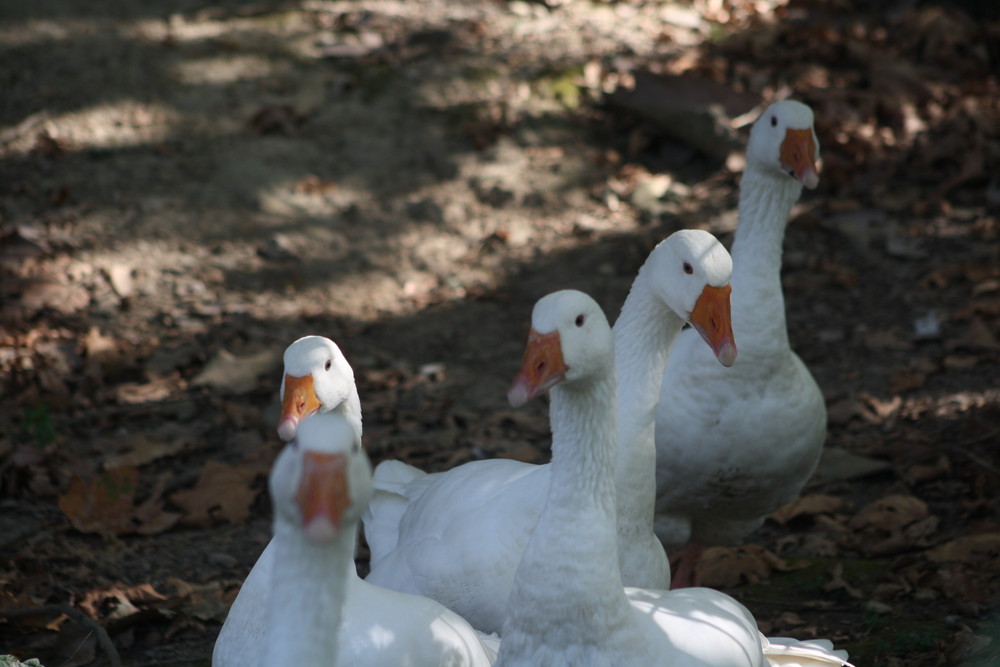 quattro chiacchiere