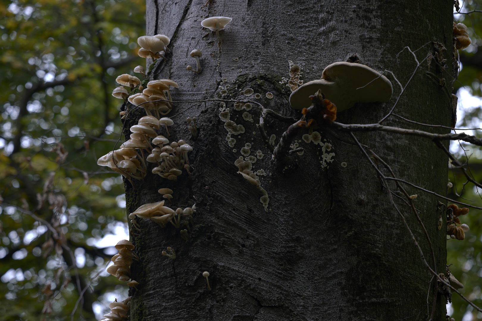 quattro funghi