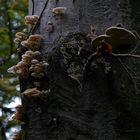 quattro funghi