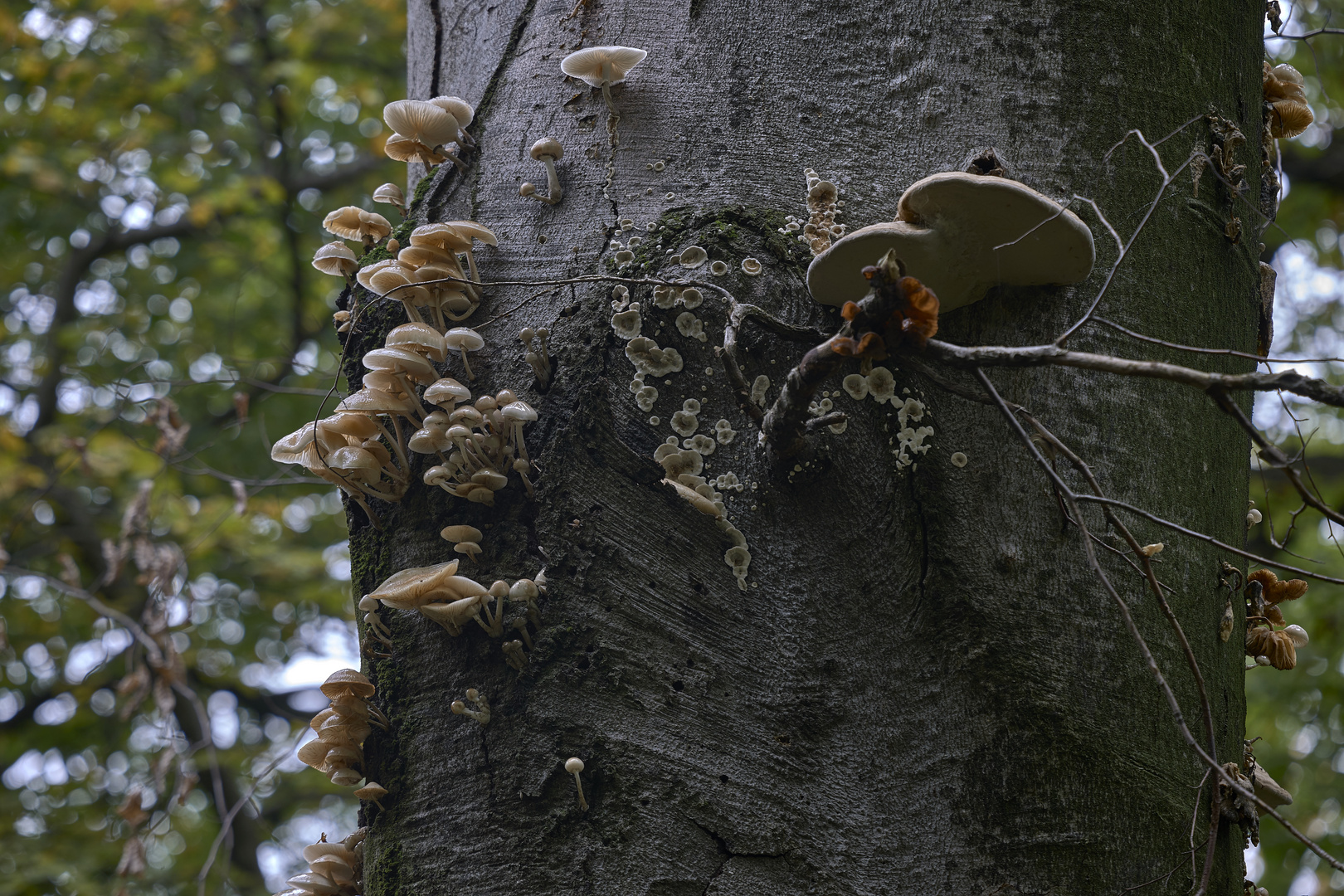 quattro funghi - aufgehellt