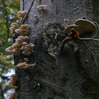 quattro funghi - aufgehellt
