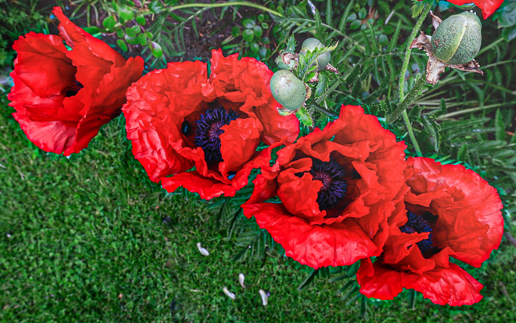 Quattro Mohn