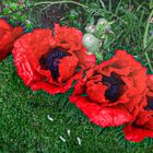 Quattro Mohn