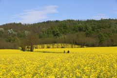 Quattro passi in giallo