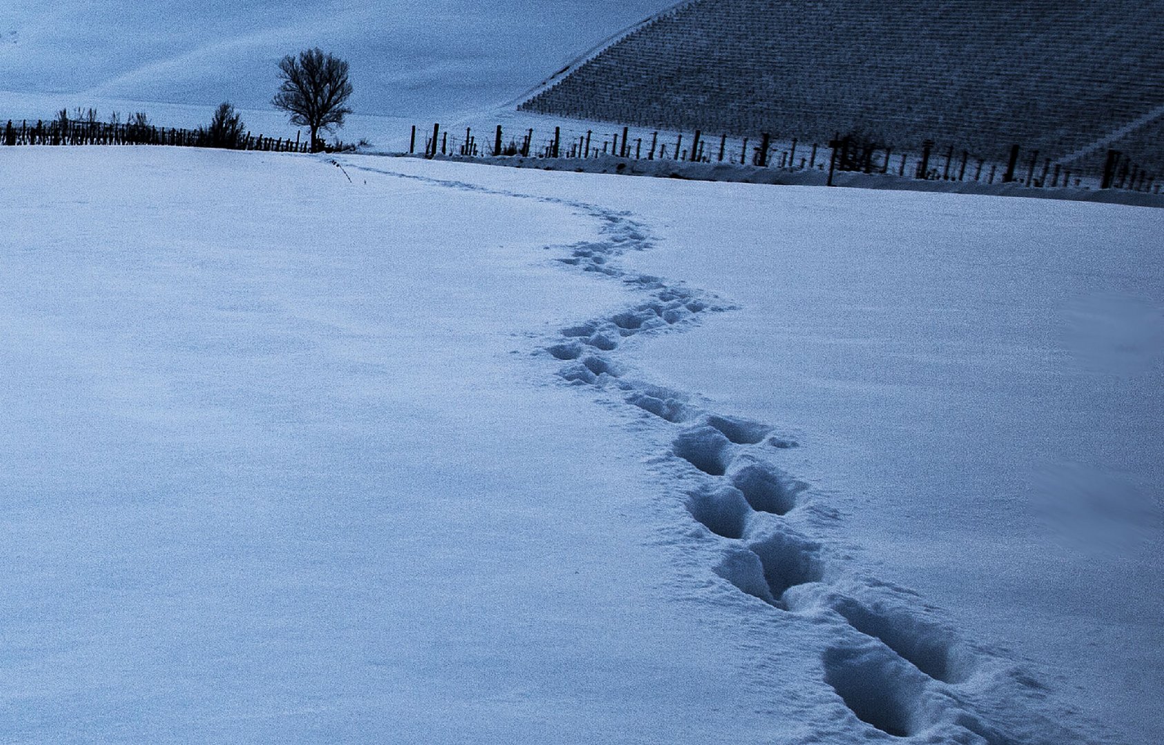 quattro passi nel blu