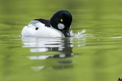 Quattrocchi (Bucephala clangula, Linnaeus 1758)