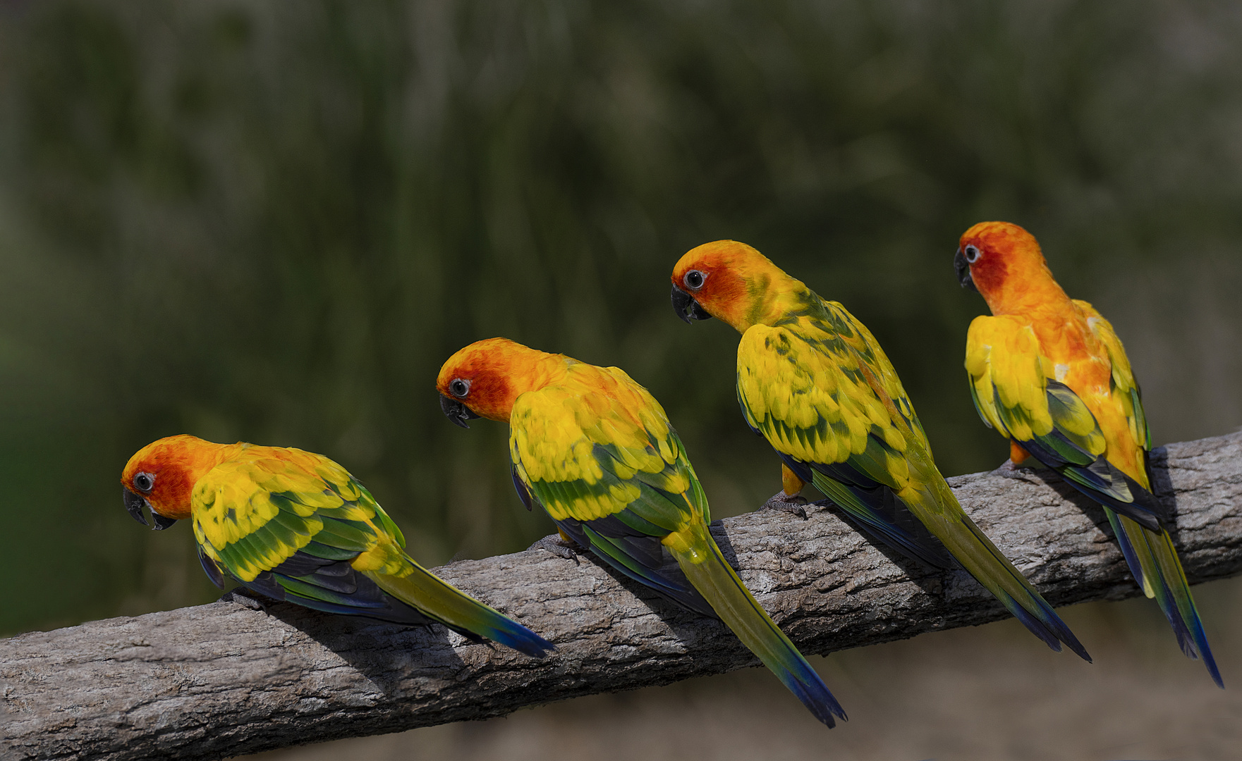 Quatuor bavard (Aratinga solstitialis, conure soleil)