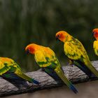 Quatuor bavard (Aratinga solstitialis, conure soleil)