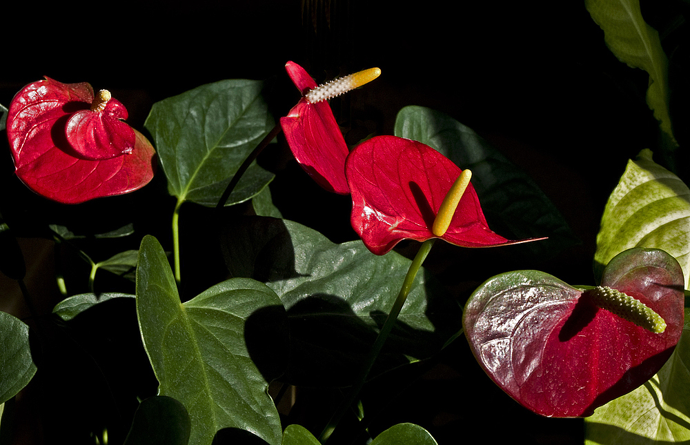 Quatuor d’anthurium -- Flamingoblumen-Quartett