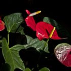 Quatuor d’anthurium -- Flamingoblumen-Quartett