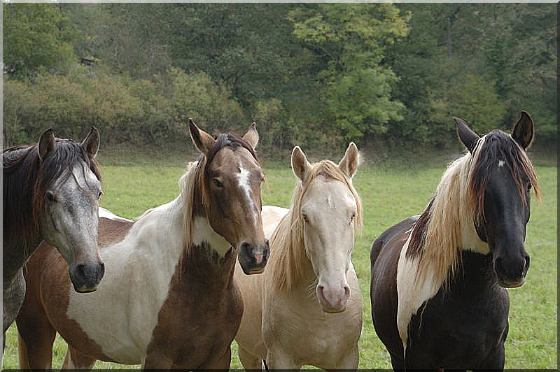 Quatuor de choc !