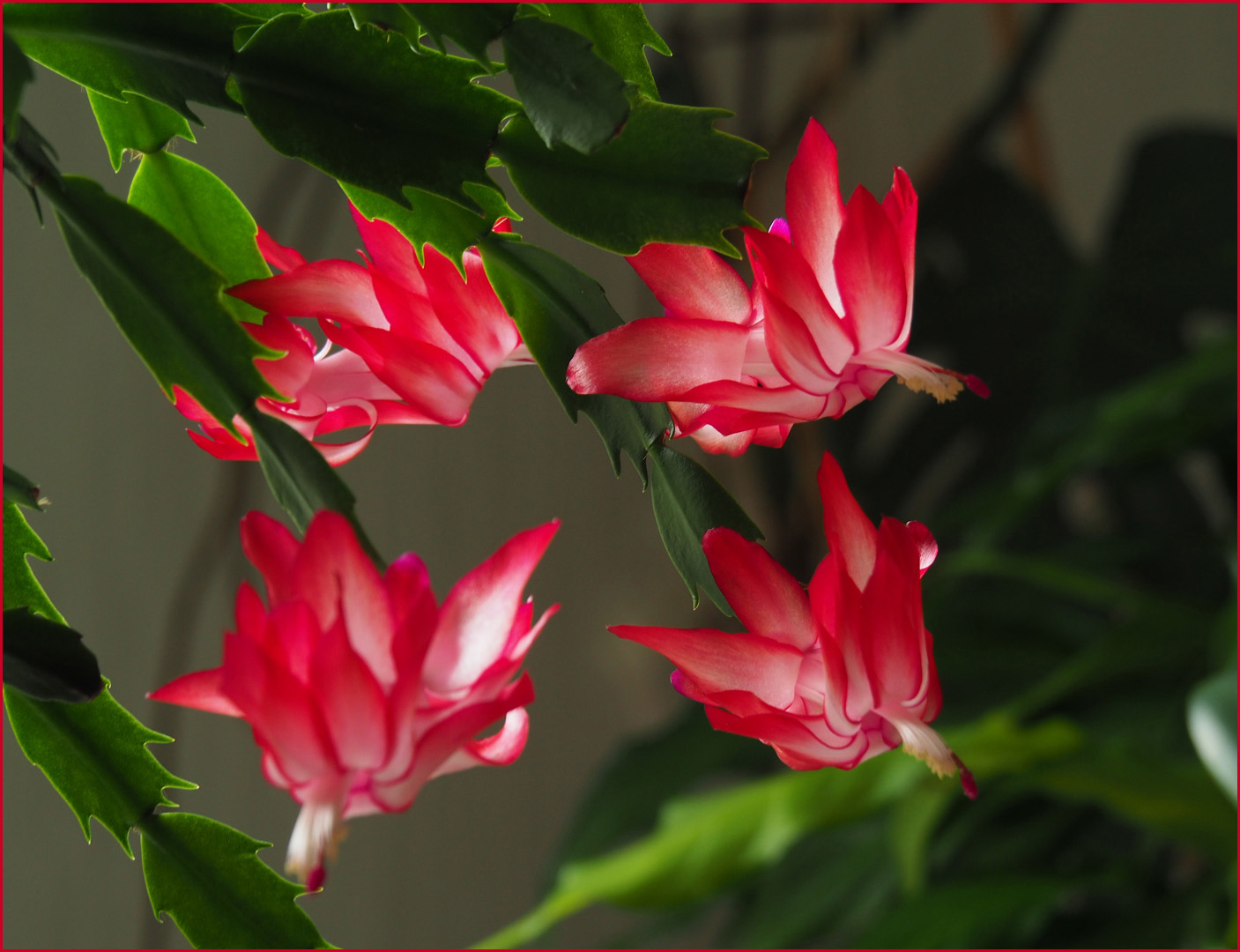 Quatuor de Schlumbergera