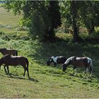 Quatuor en herbe	