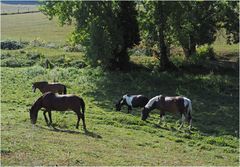 Quatuor en herbe	