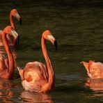Quatuor orangé 2 (Phoenicopterus roseus, flamant rose)