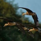 Quatuor volant (Dendrocygna bicolor, dendrocygne fauve)