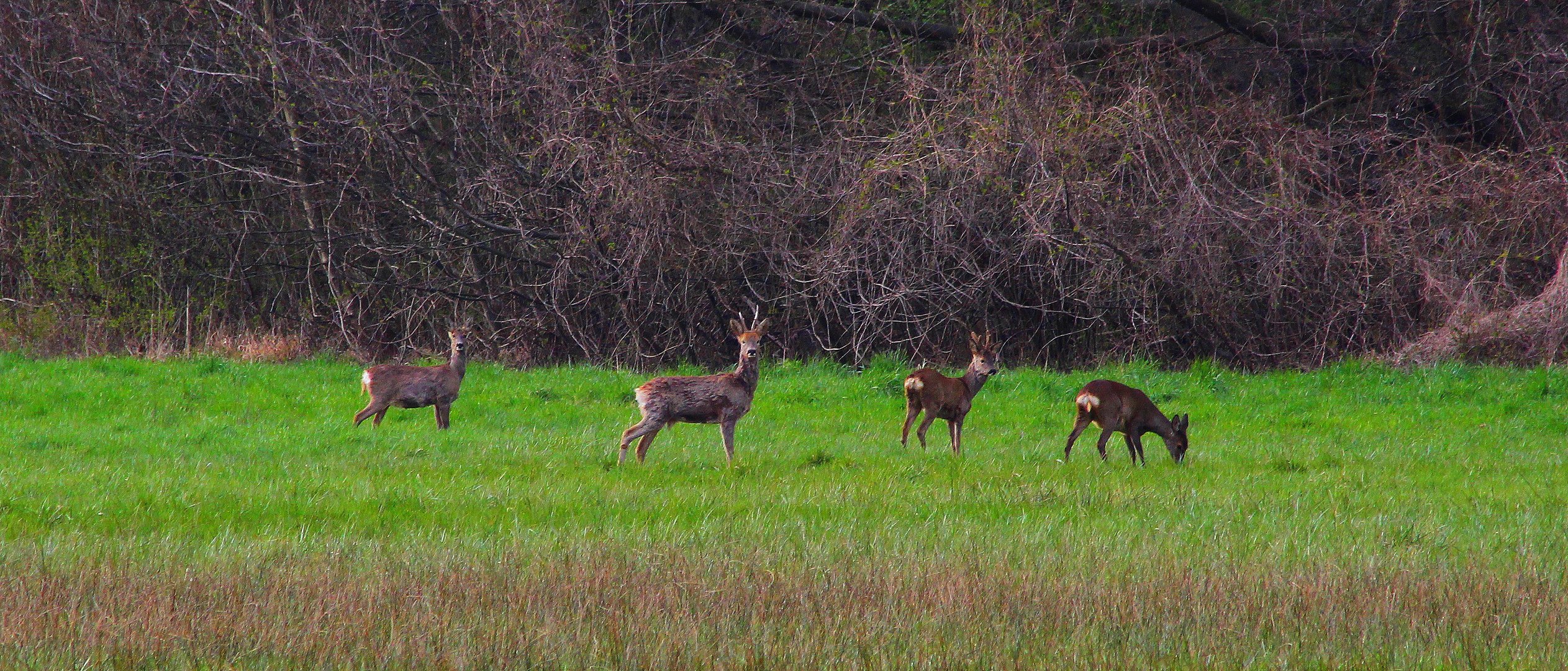 Quatuors