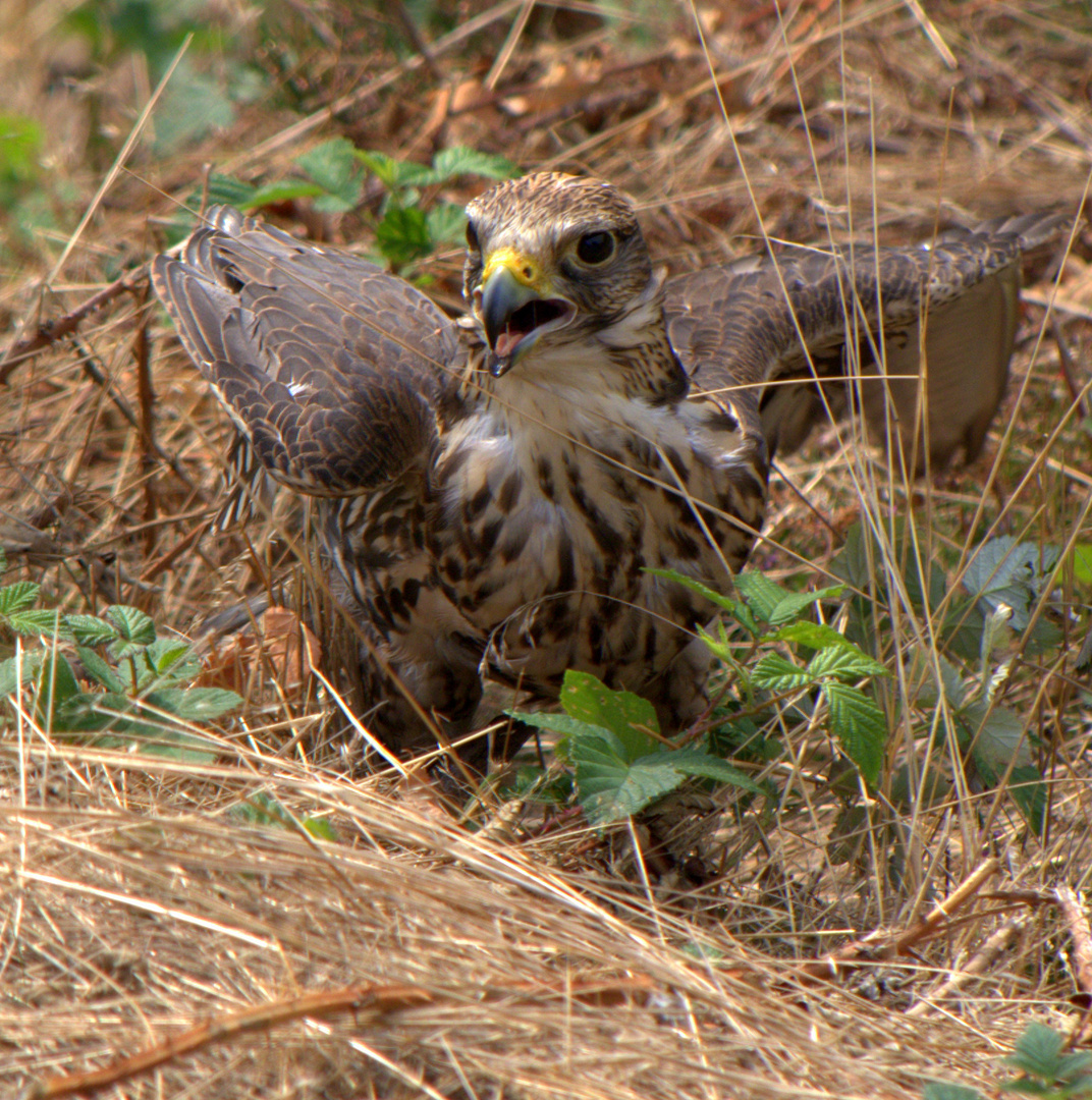 Quax, der Bruchpilot - Falke in Not