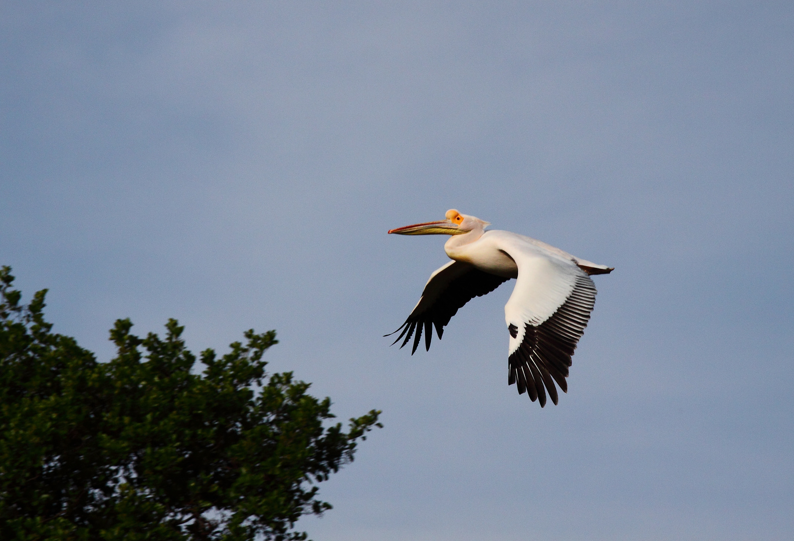 Quax ,der Flieger