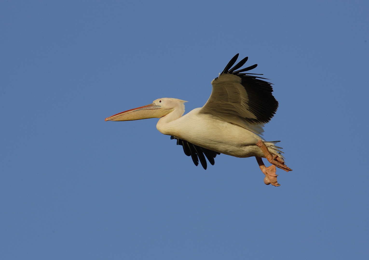 Quax Flug Roxheim