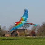 Quax im Frühling 1