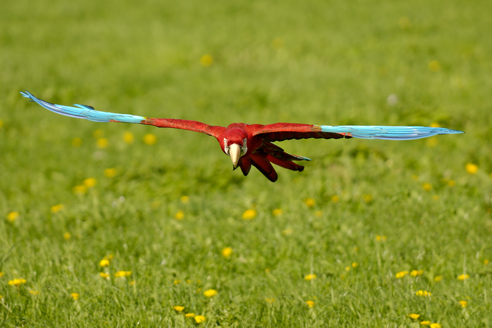 Quax im Landeanflug