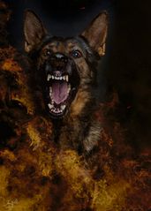 Quax under Fire