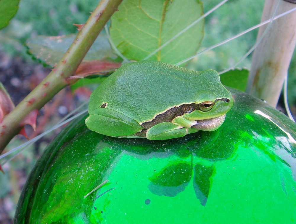 Quaxi in meinem Garten