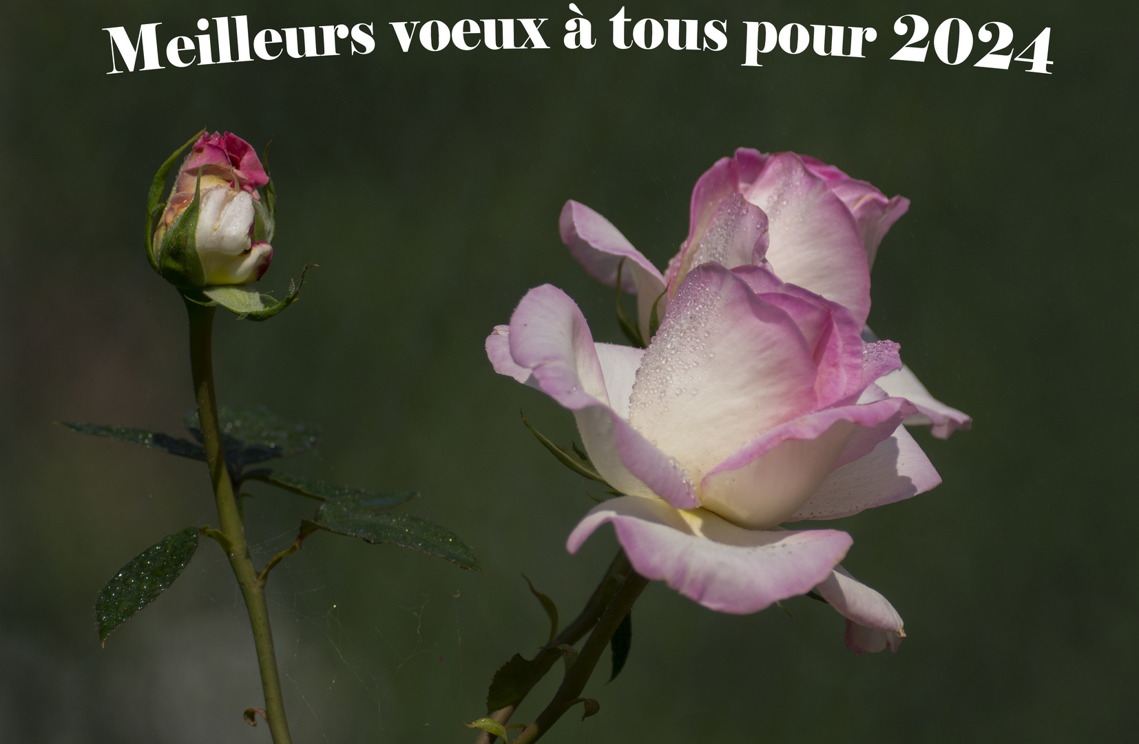 Que 2024 vous apporte joies et bonheur...et mille et une occasions de faire de belles photos !