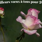 Que 2024 vous apporte joies et bonheur...et mille et une occasions de faire de belles photos !