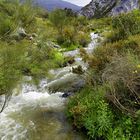 ...QUE ALEGRÍA QUE LA NIEVE PURA SE CONVIERTA EN AGUA...