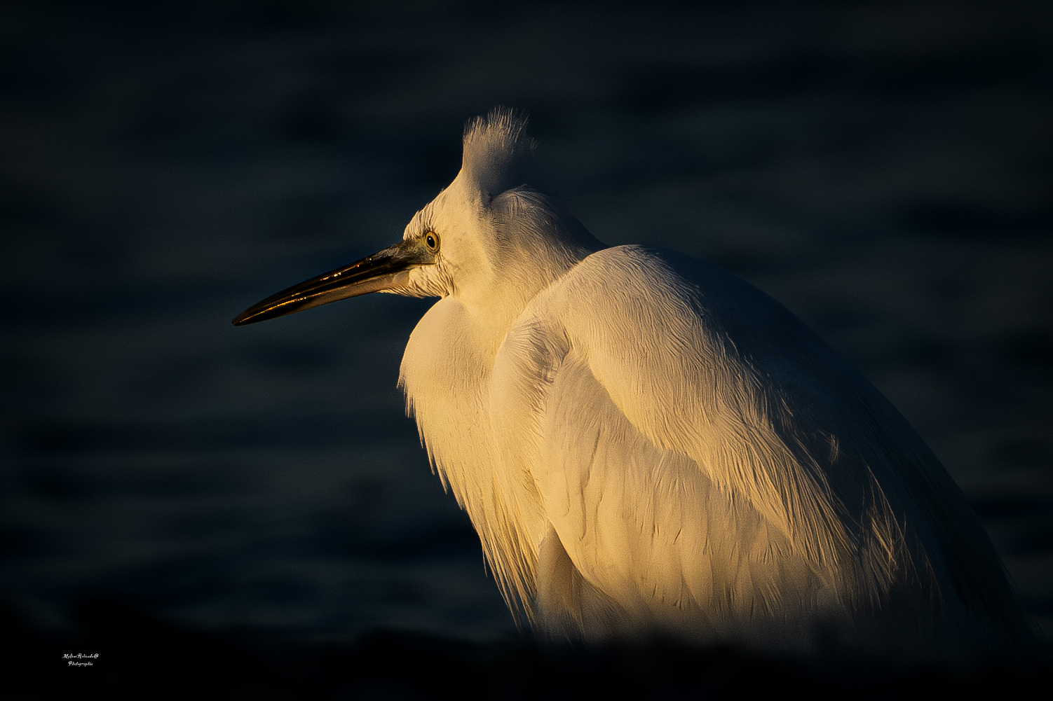 Que dites vous du nouveau look del'aigrette?