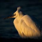 Que dites vous du nouveau look del'aigrette?