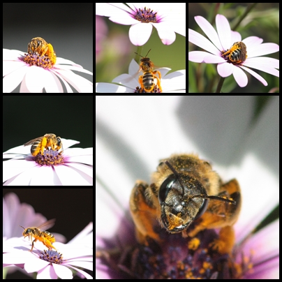 que du bonheur ces fleurs