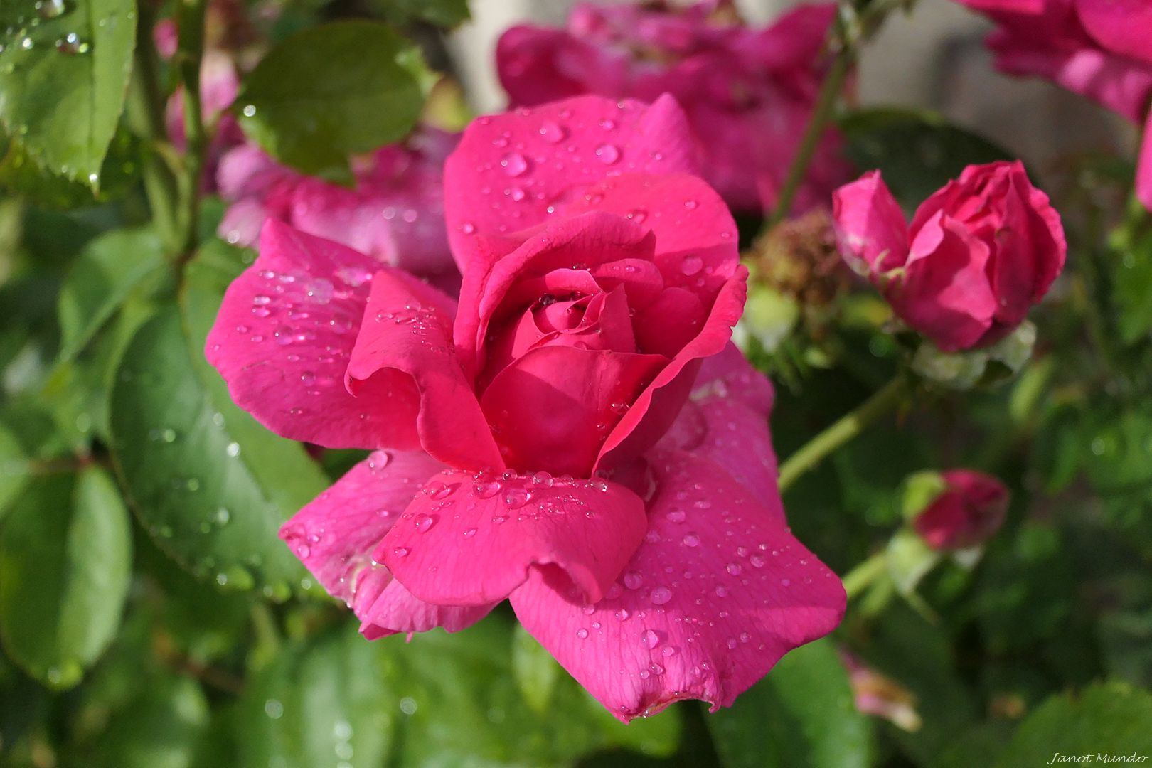 que du bonheur, cette pluie..........