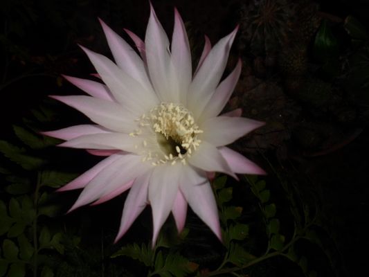 que flor tan delicada!!!!!