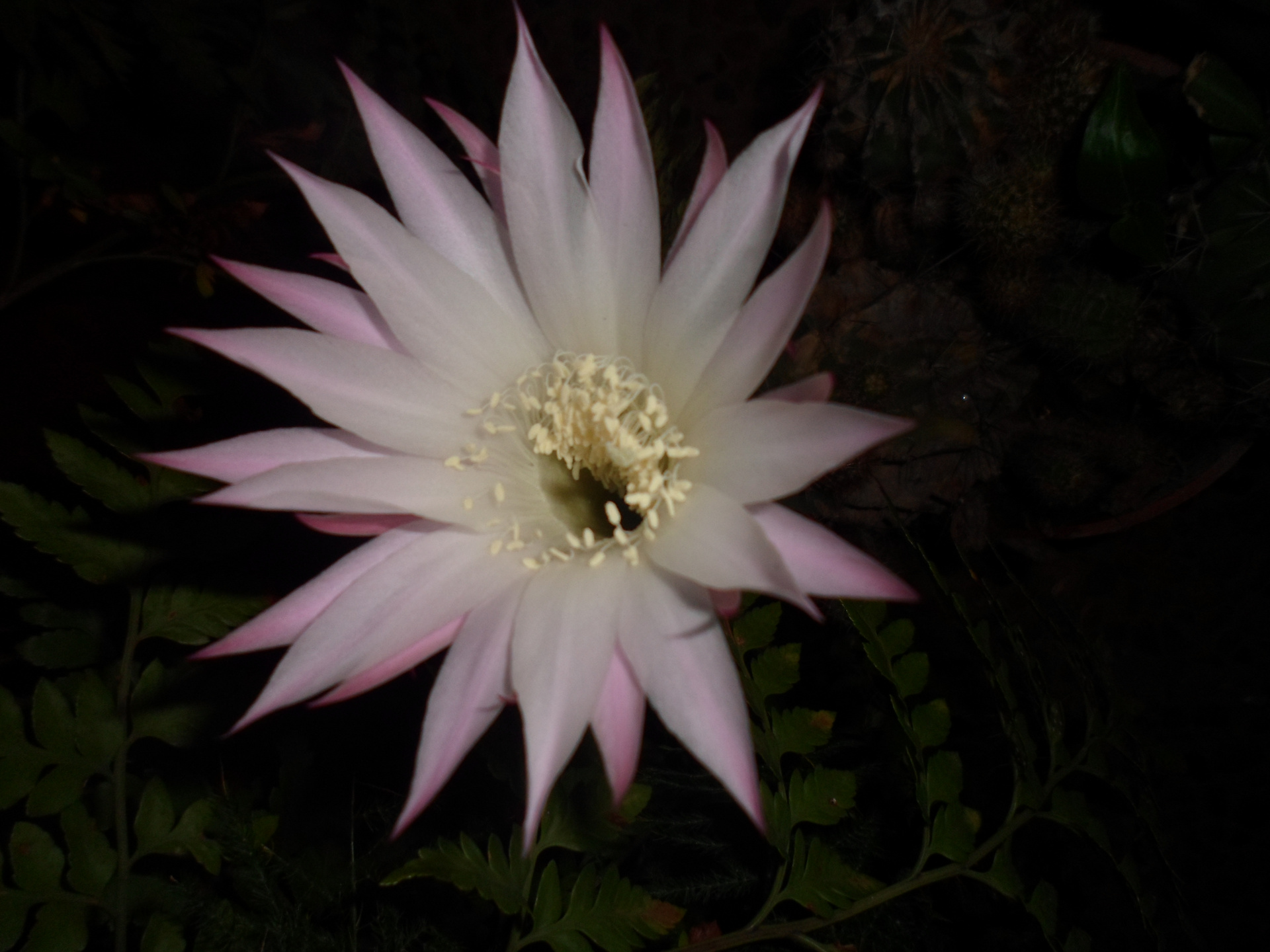 que flor tan delicada!!!!!