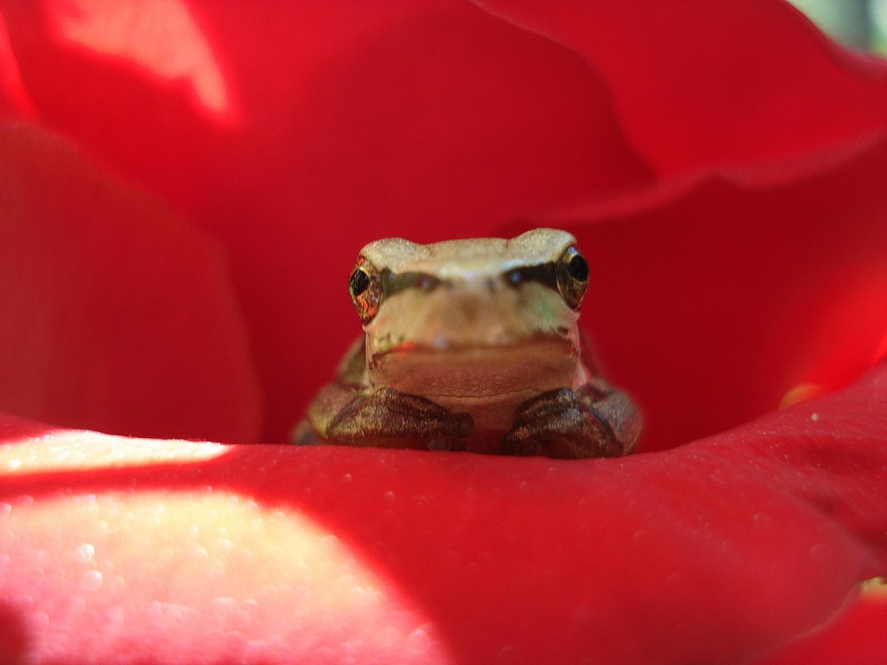 ¿QUE HACIA LA RANA EN LA ROSA?