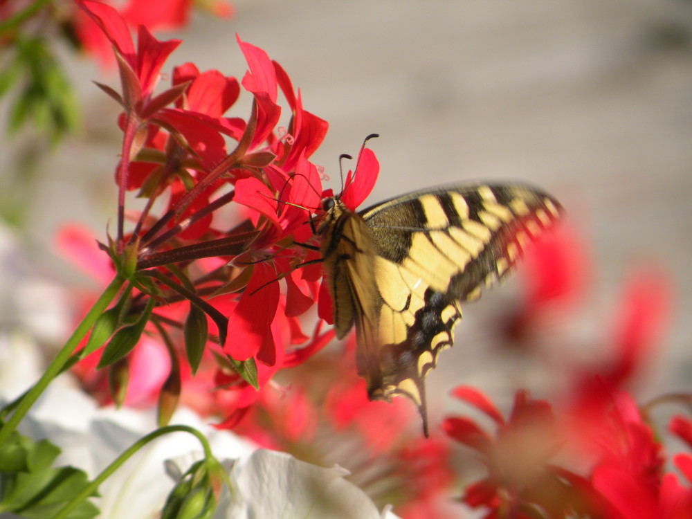 Que les fleurs sont belles !  Paroles de papillon...