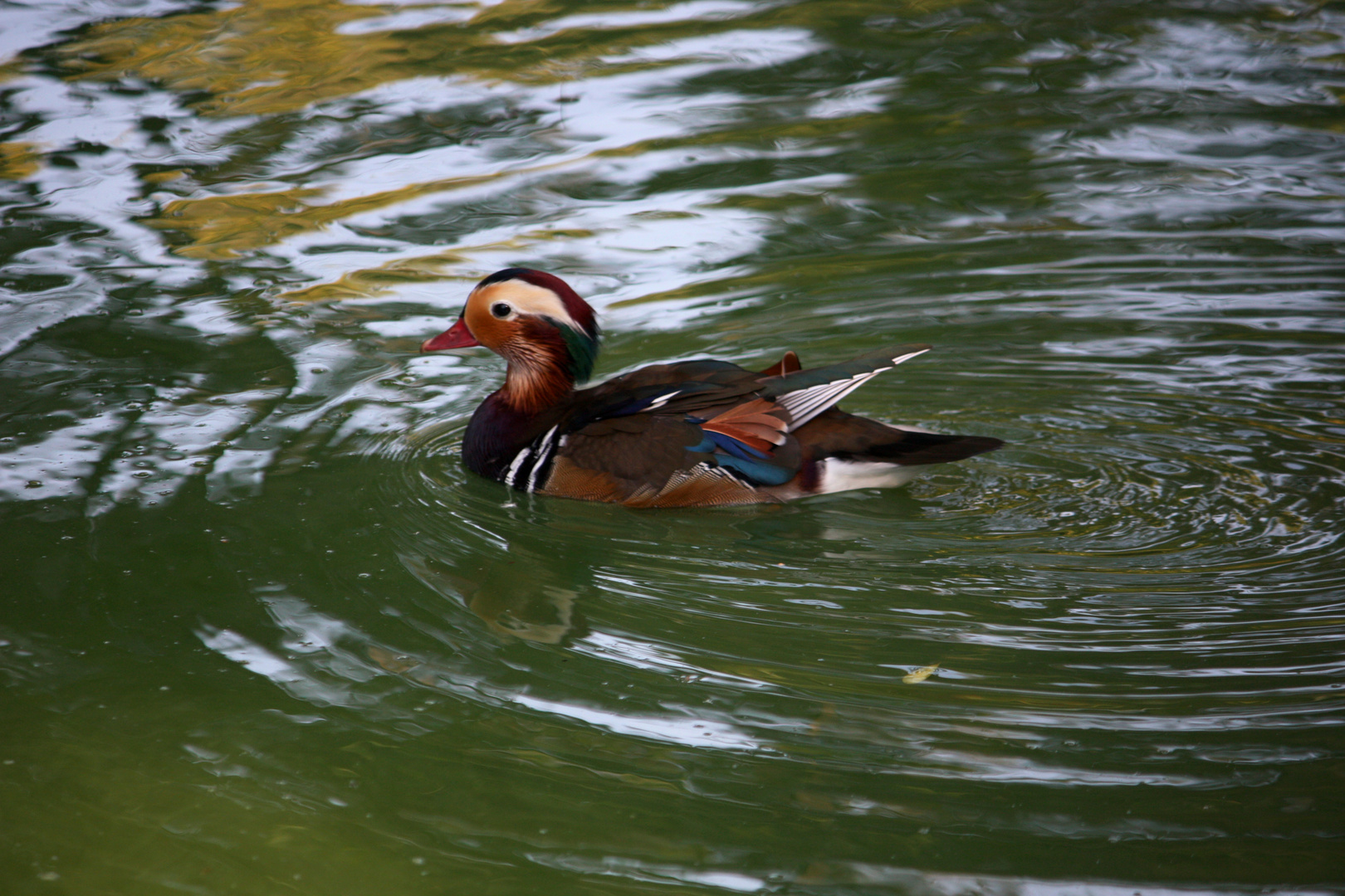 que lindo patito