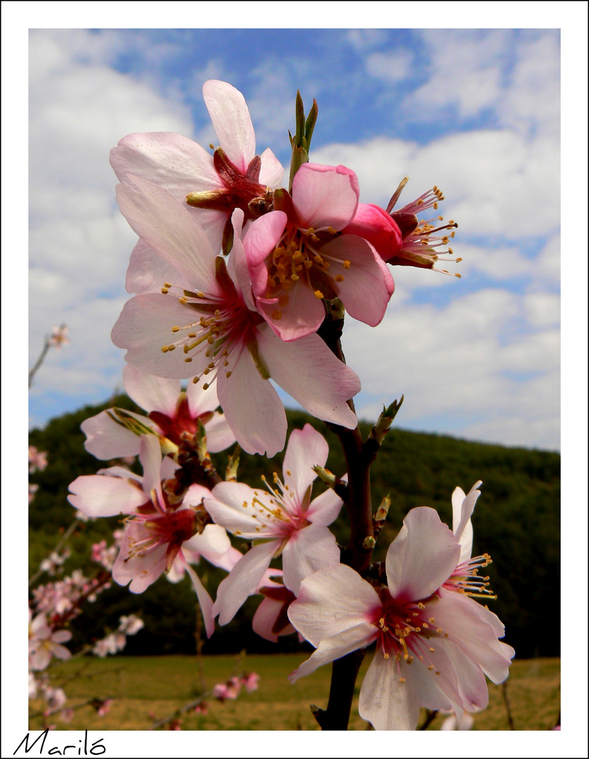 Que llegue la primavera...