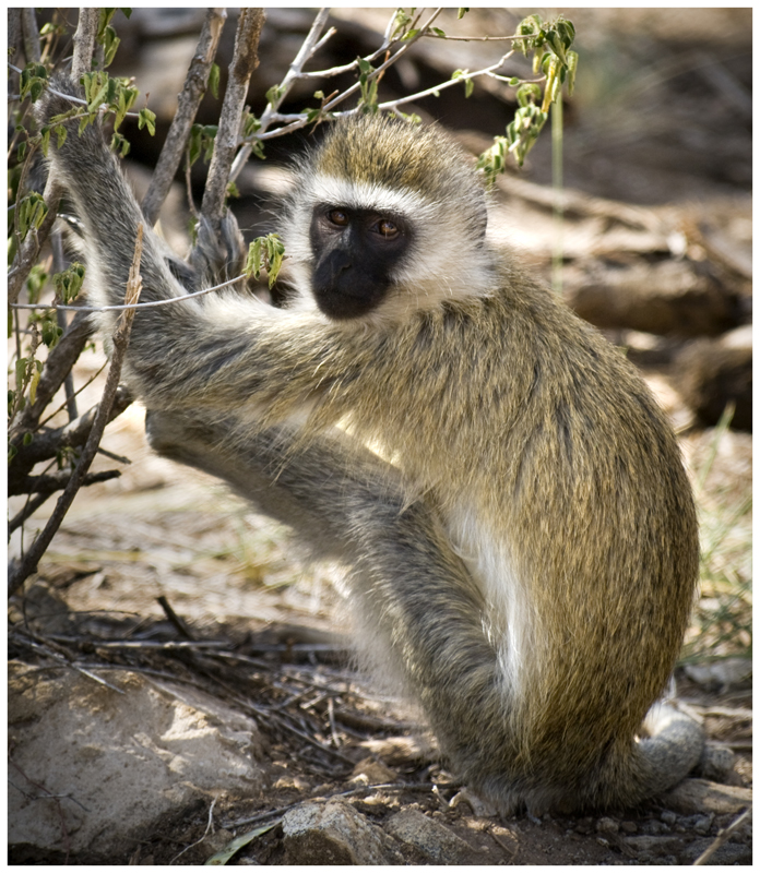 Que mono (Kenya)