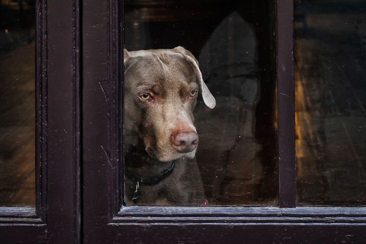 Que pensarán los perros cuando miran?