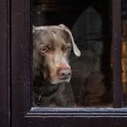 Que pensarán los perros cuando miran?