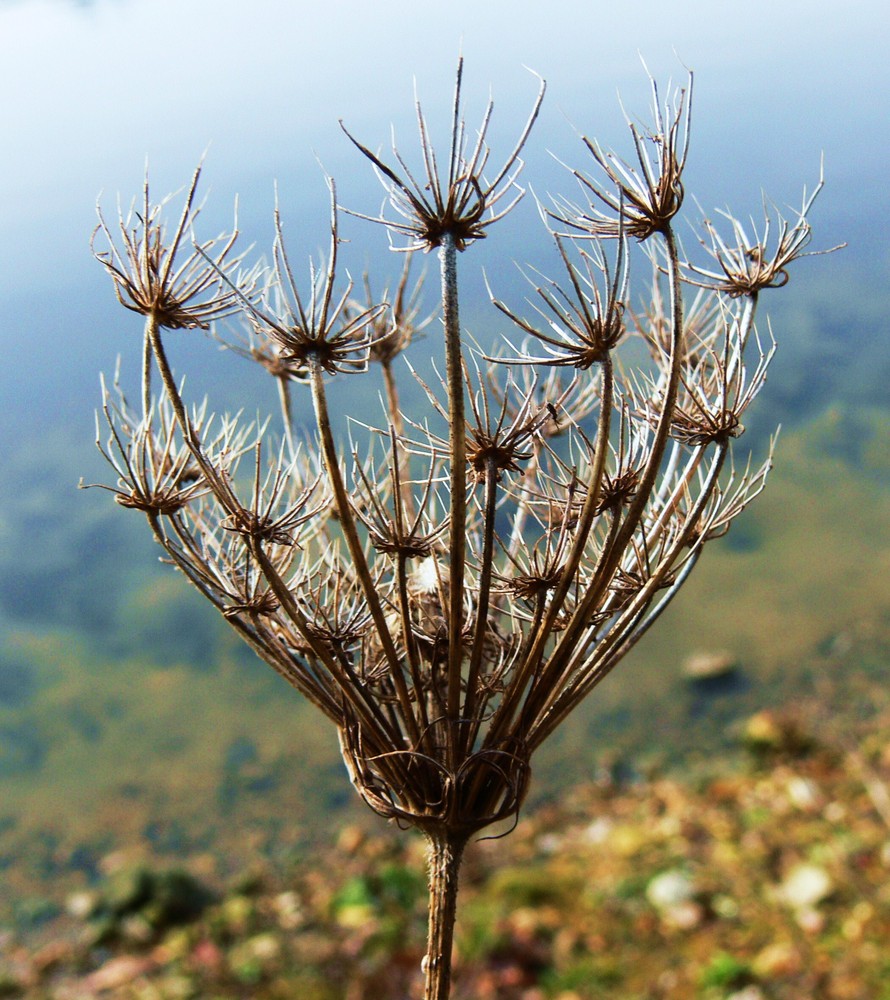 Que restent-ils..., en hiver ?