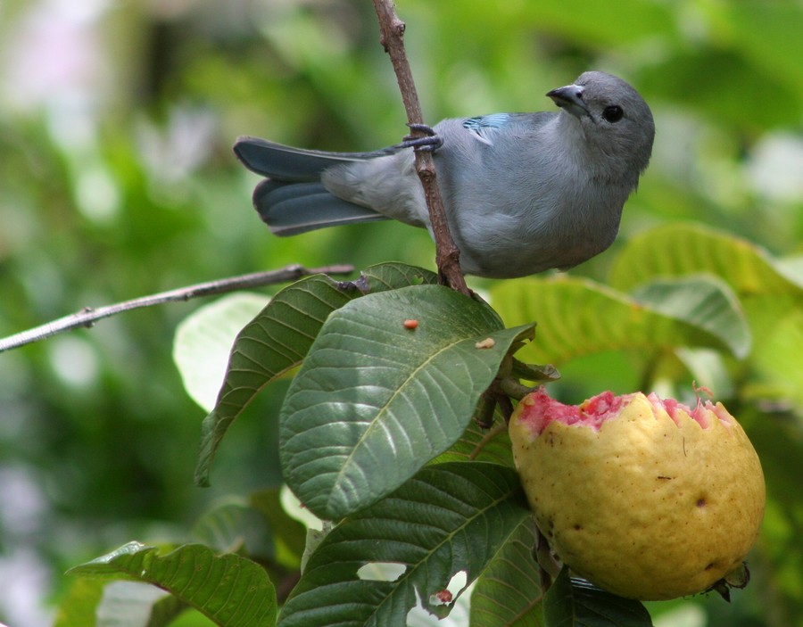 Que rica guayaba!!